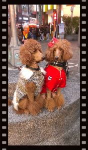 Woahhh... Sitting calmly large breed poodles.  Btw, are they twins? Dress-up doggies are norm in Taiwan. 